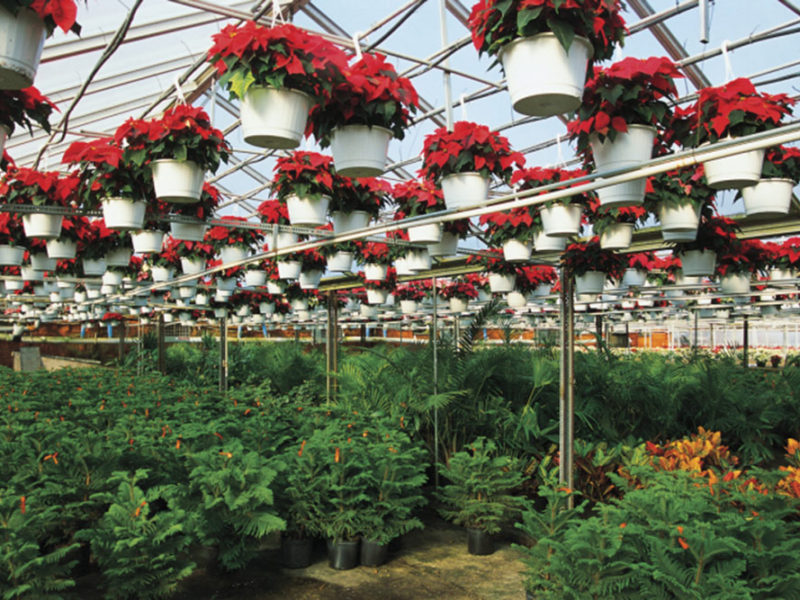 Greenhouse Plants